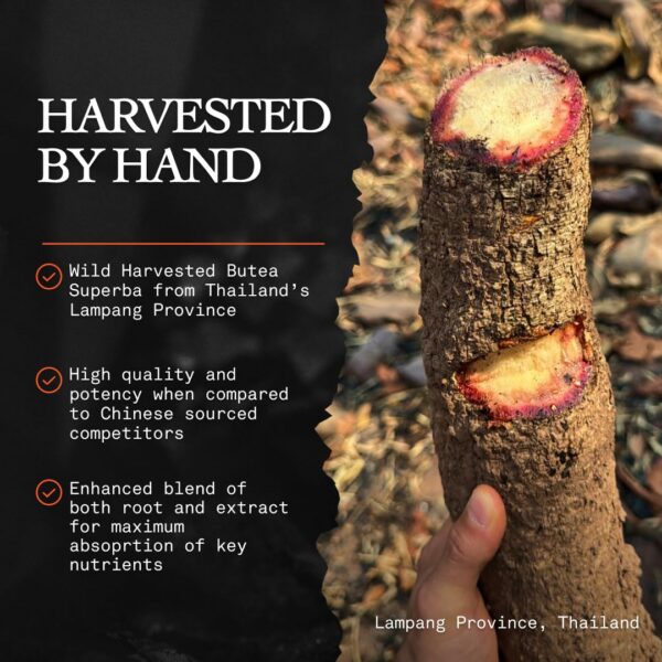 Cápsulas Butea Superba Based Supplements enfoque y energía