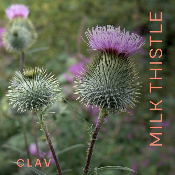 Cápsulas de cardo mariano y alcachofa CLAV para salud del hígado