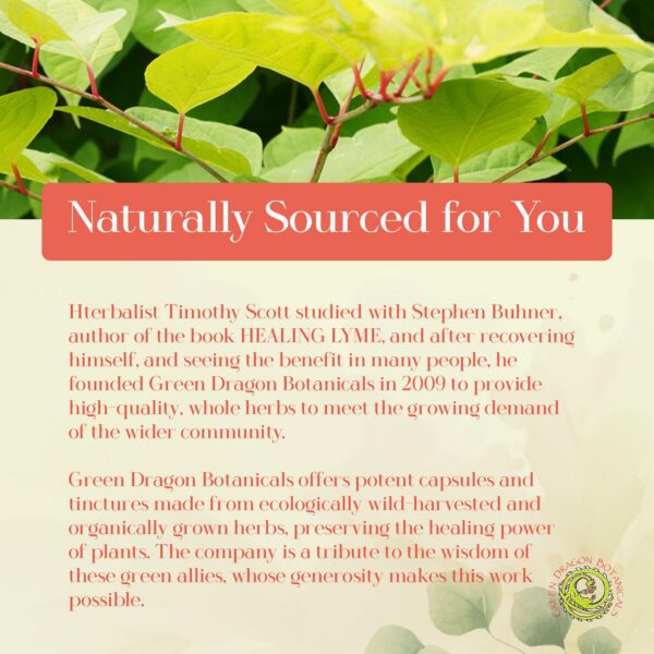 Version 1.0.0 Cápsulas Green Dragon blister y suplementario