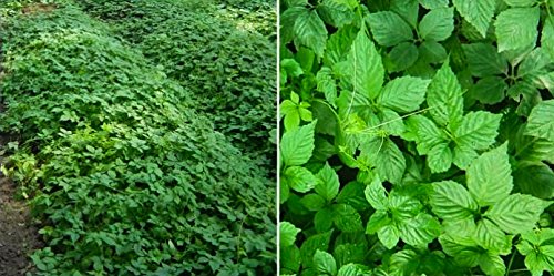 Version 1.0.0 Cápsulas naturales enriquecidas con Jiaogulan Himalaya