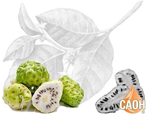 Cápsulas naturales de noni liofilizado para salud y bienestar
