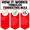 Cápsulas rojas Tribulus Terrestris Max para vitalidad y testosterona