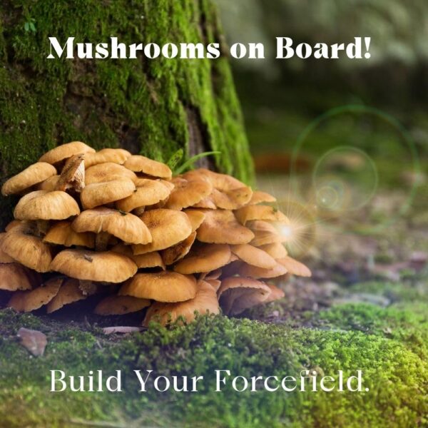 Cápsulas de suplemento de hongos mostradas cerca