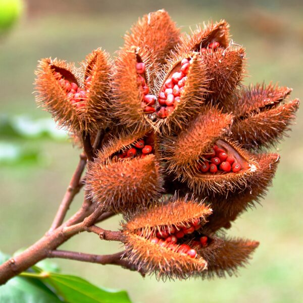Cápsulas puras de tocotrienoles annatto