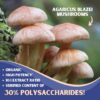 Version 1.0.0 Cápsulas veganas de Agaricus Blazei para energía y salud