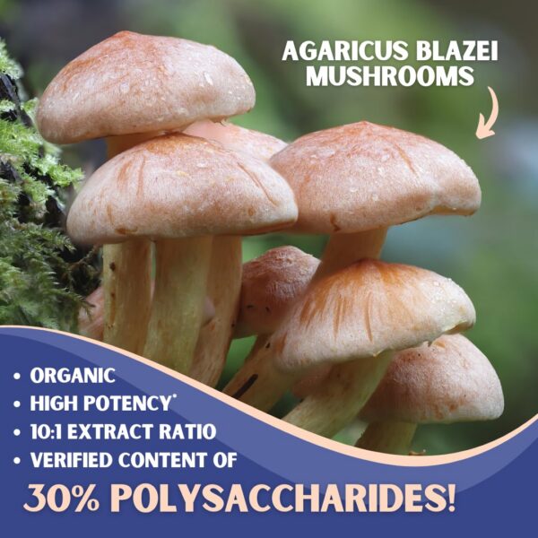 Version 1.0.0 Cápsulas veganas de Agaricus Blazei para energía y salud