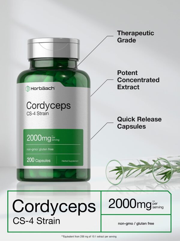 Cepa CS-4 cordyceps extracto natural 2000mg