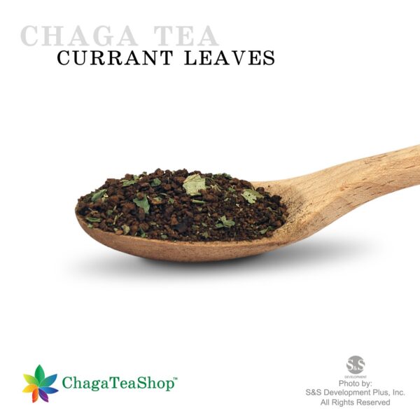 Chaga Siberiano cosechado silvestre para té saludable