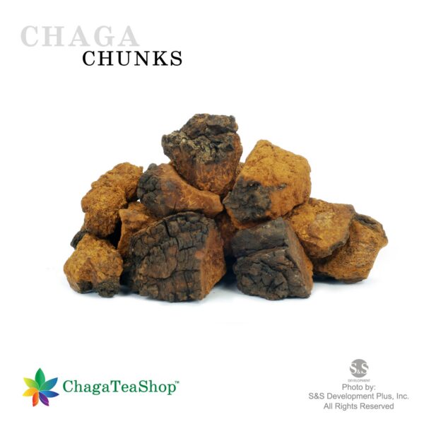 Chaga Siberiano natural para infusiones y recetas