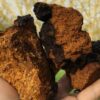 Champiñones Chaga Salvajes - Proceso de Extracción Dual