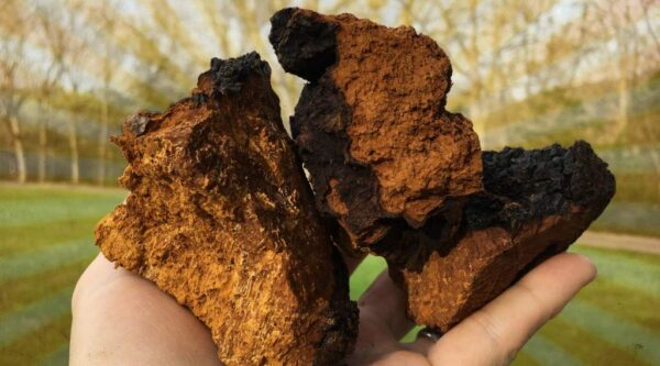 Champiñones Chaga Salvajes - Proceso de Extracción Dual