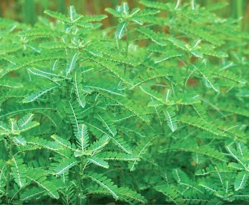 Version 1.0.0 Chanca Piedra herbal packaging close-up