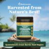 Chlorella Biogenesis tabletas frontales