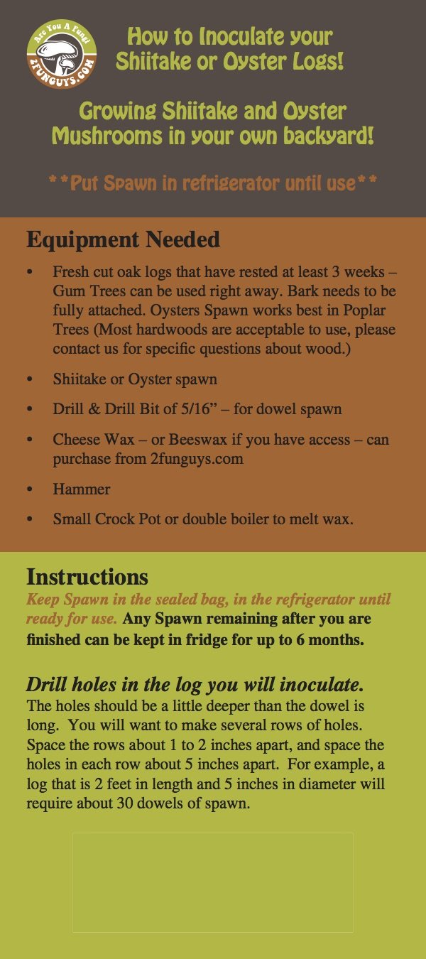 Clavijas de madera con micelio de seta ostra 2funguys