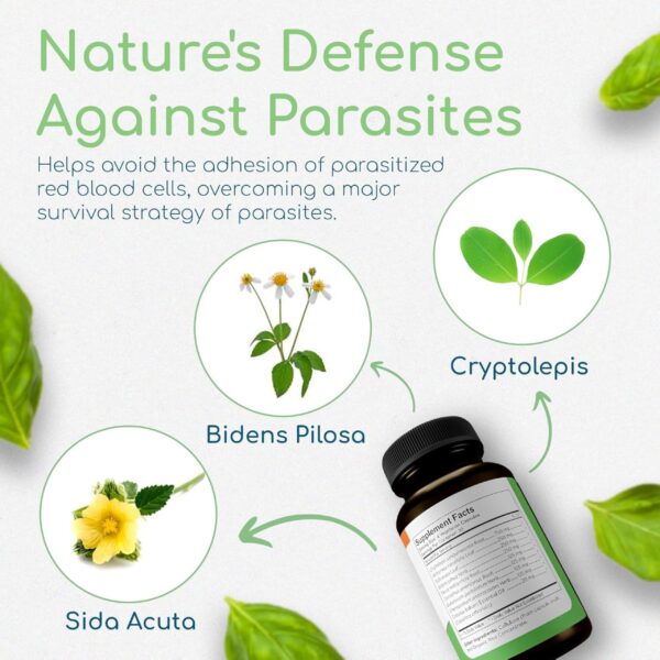 Frasco de Cryptolepis Synergy primer plano