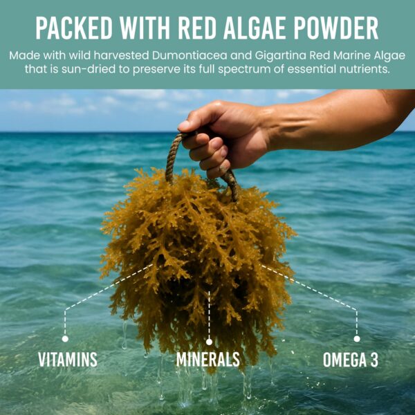 Cucharada de polvo de algas rojas