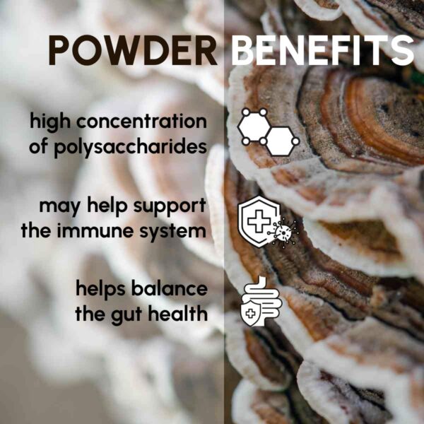 Cucharada con polvo de hongo cola de pavo.