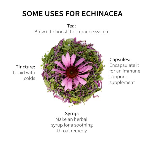 Cultivo de Echinacea en Wisconsin para té herbal