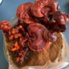 Cultivo interior hongo Reishi Ganoderma con kit Gallboys