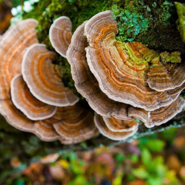 Cultivo líquido hongos con jeringa de seta Turkey Tail
