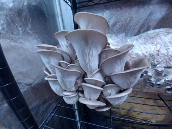 Cultivo Líquido de Hongos Oyster King Blue