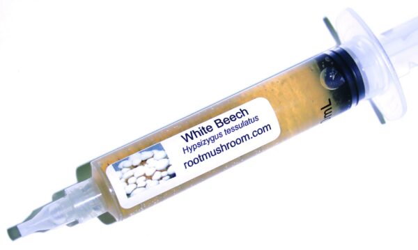 Cultivo líquido de hongos Root Mushroom Farm - Hayas Blancas