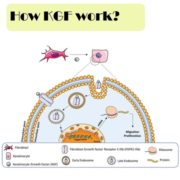 Uso en fórmulas cosméticas
