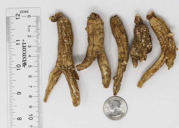 Raíces ginseng americano DABC OAK LAND Wisconsin 16oz empaque