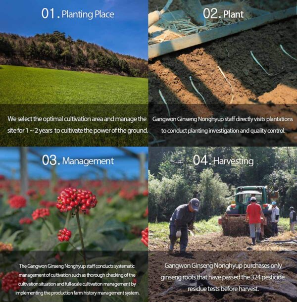 Version 1.0.0 Detalle botella extracto ginseng rojo coreano Gangwoninsam