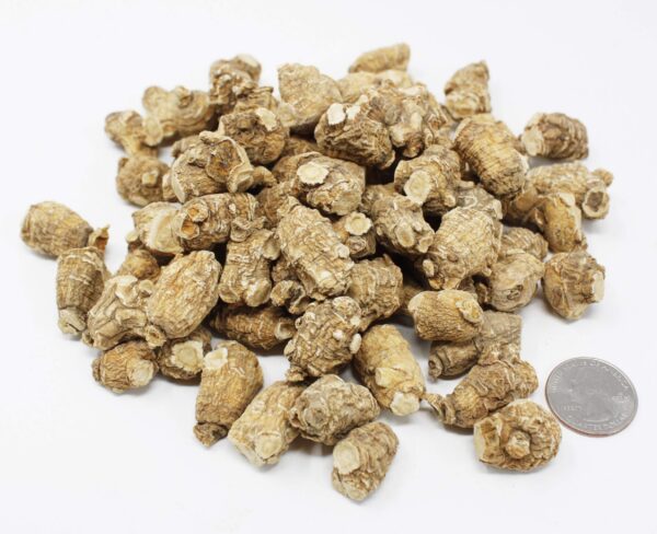 Raíz de ginseng americano cultivado DABC OAK LAND