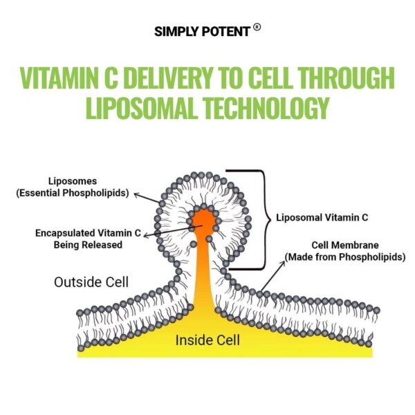 Detalle cápsulas Vitamina C liposomal Simply Potent