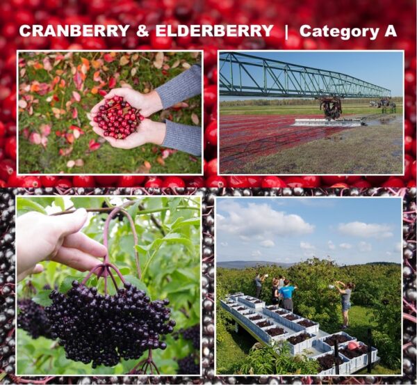 Detalle dosificador y graduación de Immunia concentrado líquido