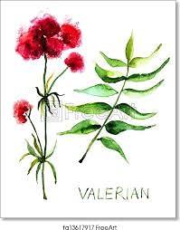 Detalle empaque polvo raíz valeriana The Bloomin Herb Shoppe