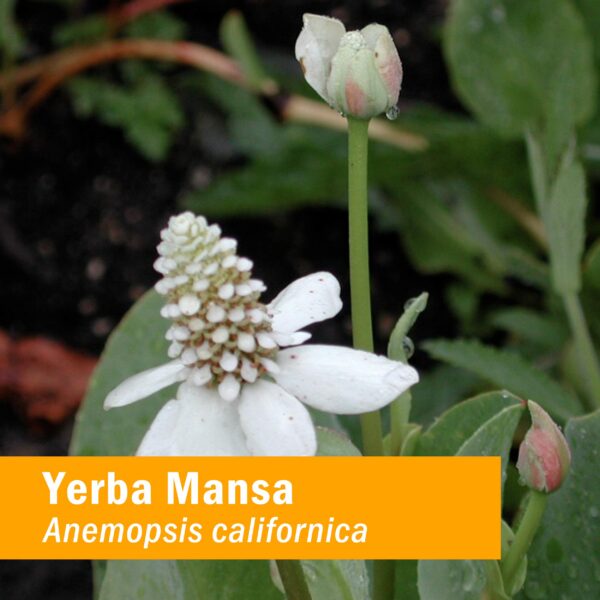 Version 1.0.0 Botella extracto de raíz de yerba mansa para bienestar natural