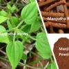 Detalle etiqueta polvo Manjistha orgánico Organic Aura