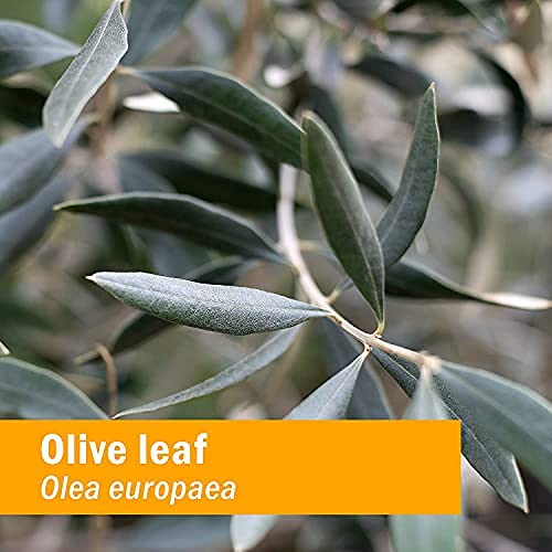 Detalle frasco extracto hoja olivo Herb Pharm 4 onzas