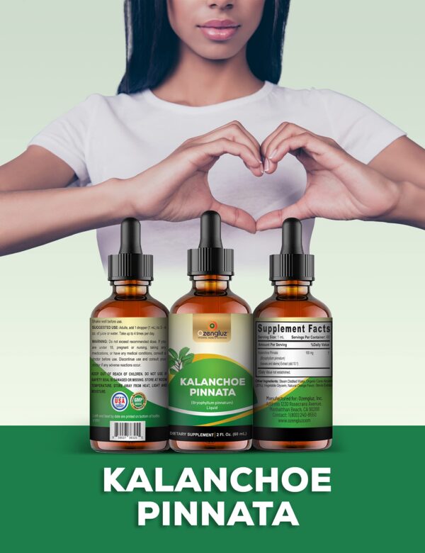 Detalle del extracto líquido de Kalanchoe Pinnata Ozengluz