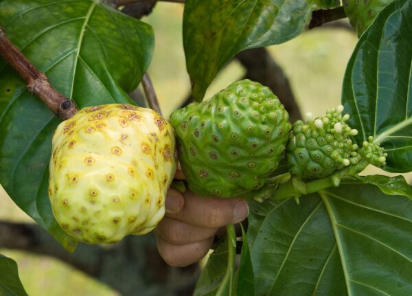 Detalle frasco cápsulas polvo noni Kanai Farms