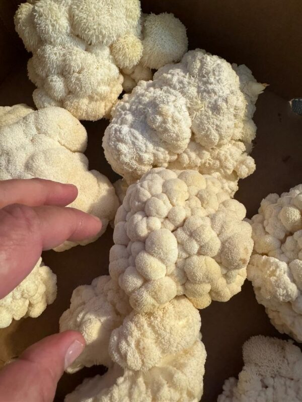 Detalle del hongo melena de león liofilizado orgánico