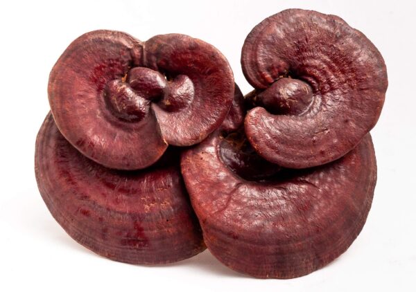 Detalle ingredientes naturales Dragon Herbs 8 Immortals extracto