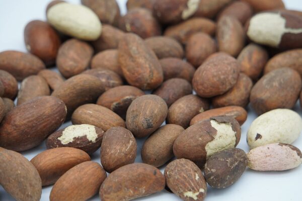 Detalle de nueces de kola amarga Kola Nutrition Fresh 1lb
