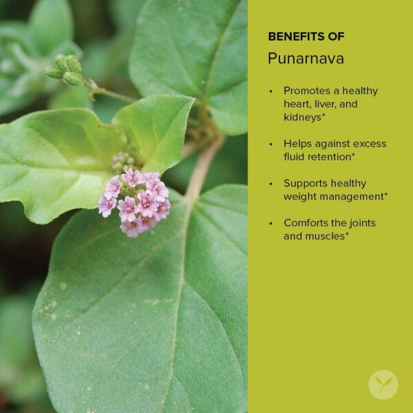 Version 1.0.0 Detalle del polvo orgánico de Punarnava