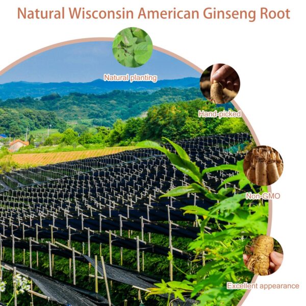 Detalle de raíz de ginseng americano seleccionada a mano