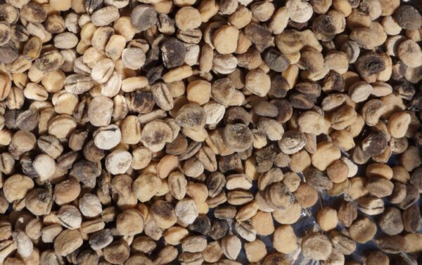 Detalle de semillas de ginseng estratificadas