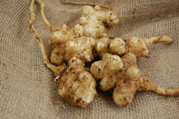 Detalle tubérculos alcachofa de Jerusalén natural Greenhouse PCA