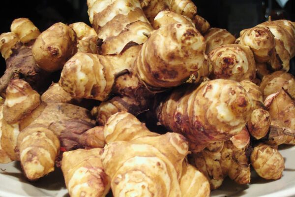 Detalle tubérculos alcachofa Jerusalén para plantar