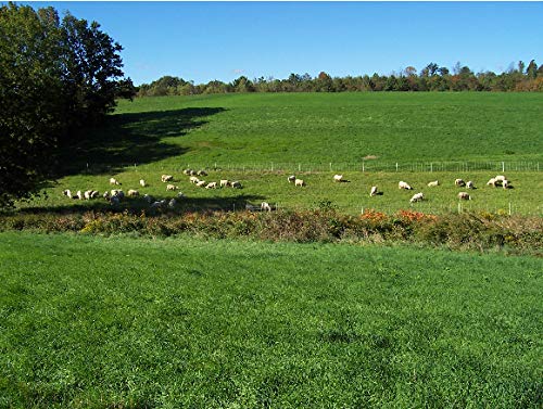 Version 1.0.0 Caja Dragon Herbs cápsulas placenta cabra 500mg