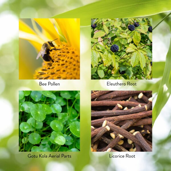 Composición de ingredientes Energ-V