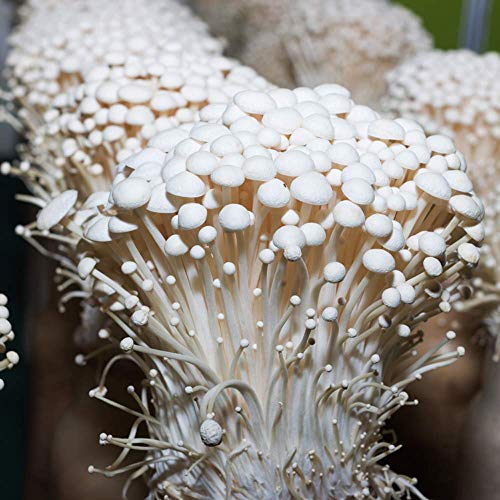 Enokitake en jeringa para cultivo