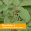 Botella Herb Pharm extracto blue cohosh orgánico líquido natural